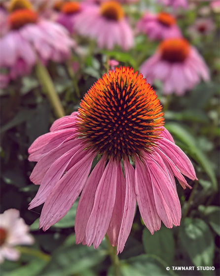 tawnart.com_blog-coneflower